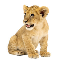 Obraz premium Adorable young lion cub sitting patiently now isolated on a transparent background