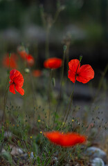 Obraz premium Red poppies on the field on a bright summers day 