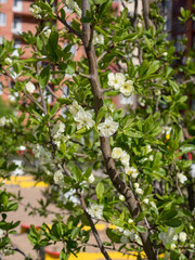 white flowers on the branches