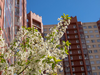 white flowers on the branches of a blossoming apple tree
