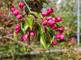 pink flowers of a blossoming apple tree in spring