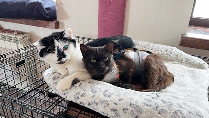 Two cats lounging together on a cozy blanket in a sunlit room at an animal shelter, showcasing their friendship and relaxed demeanor during the afternoon