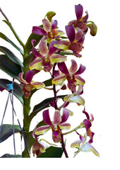 orchid on a white background, Dendrobium Tommy Sng