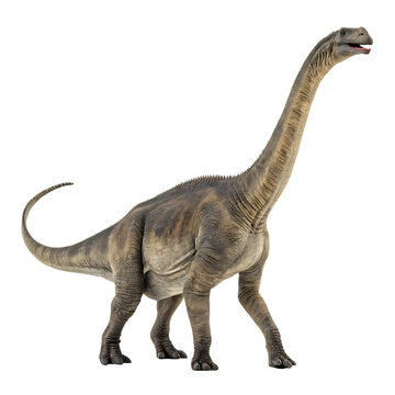 Giant Alamosaurus sauropod dinosaur long necked herbivore isolated on a transparent background