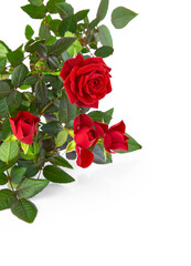 Red roses flowers bouquet with green leaves, red rose flower Isolated on white background.