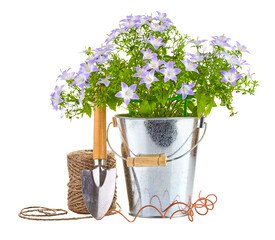 Spring flowers in the metallic bucket with garden tools, shovel and rope. Flowering and gardening landscape design element. Isolated. PNG.