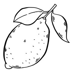 lemon Hand drawn fruit. Vintage lime orange or lemon fruits blossom and branches for juice label. Vector black ink outline food sketch illustrations with juicy fruit for health fresh drinks.