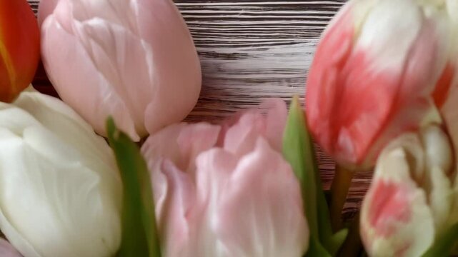Close-up shot of colorful spring tulip flowers in full bloom with white wood plank backdrop in a botanical arrangement.