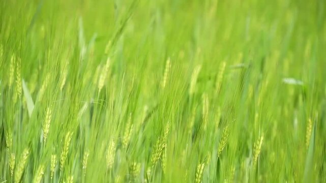 Barley stalks gently swaying in the wind on a sunny day. Natural farming scene with soft focus background and soothing motion