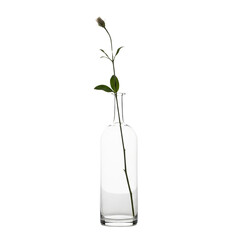 Clear glass flower vase with one minimalist flower stem isolated on transparent background