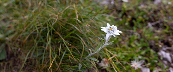 White Edelweiss Flower Blooming in Natural Alpine Mountain Grassland Habitat