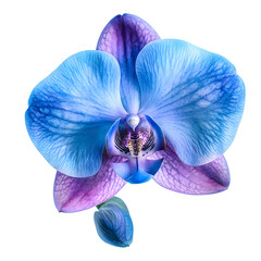 Blue Orchid Blossom Closeup isolated on transparent background