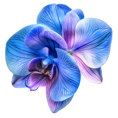 Blue Orchid Bloom isolated on transparent background