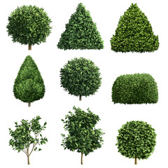different types of small green garden bushes
