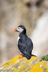 Colorful Puffin on a Coastal Cliff of Saltee Islands, Wexford, Ireland
