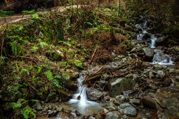 金剛山伏見林道の小渓流 - Winter Mountain Stream at Mt. Kongo Fushimi Forest Road
