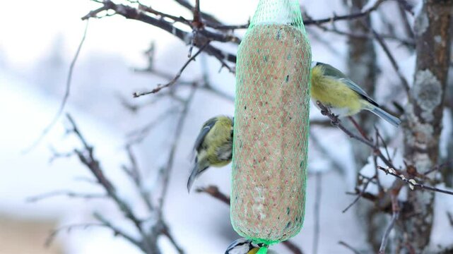 In winter, titmice feed on tallow hanging from a tree