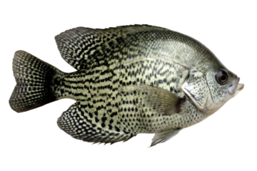Black Crappie Fish isolated on white background PNG