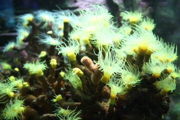 Yellow Sun Coral Polyps Underwater