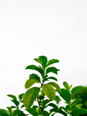Fresh Green Leaves on Plant with Clean White Background isolated