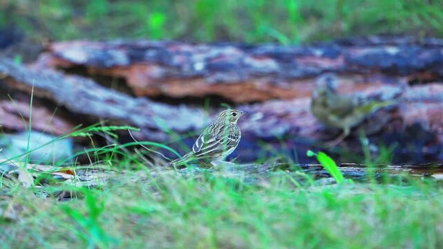 Close-up of a European Greenfinch (chloris chloris) and Tree Pipit (Anthus trivialis) drinking water from a spring in the forest. Slow motion.
