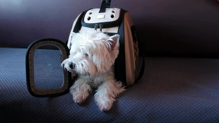 A playful small west terrier dog escapes from its carrier while traveling on the train. The curious pup accidentally tumbles off the shelf, capturing a light-hearted moment of travel mischief.