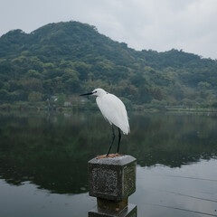 great blue heron on the beach