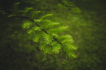 close up of green pine needles