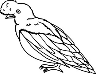 Andean Cock Of The Rock Bird Peru Outline Lineart Drawing Vector