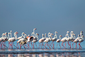 Naklejka premium A stunning view of pink flamingos standing gracefully by a calm lake under a bright blue sky. Perfect for nature, wildlife, and travel projects, showcasing the beauty of exotic birds