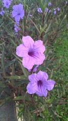 violet flowers in the garden