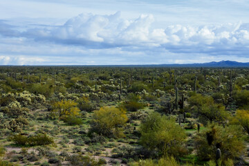 Obraz premium Mid Winter Landscape Sonoran Desert Arizona