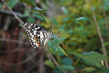 The Big Butterfly is holding on green leaf plant in garden. 