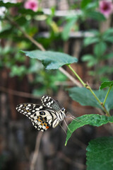 The butterfly is also known as the lime butterfly, lime swallowtail. These common names refer to their host plants, which are usually citrus species such as the cultivated lime.
