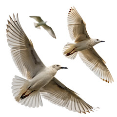 Fototapeta premium seagulls in flight