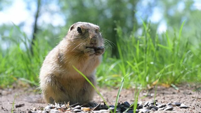 Cute Europen ground squirrel in natural environment close up. Spermophilus citellus, wild europen suslik sitting on  grassy field and eating sunflower seeds