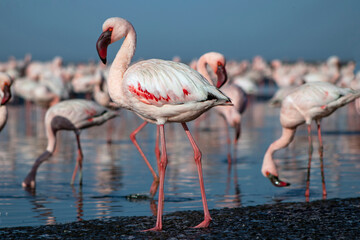 Authentic, real photo of pink flamingos standing gracefully by a calm lake under a clear blue sky....