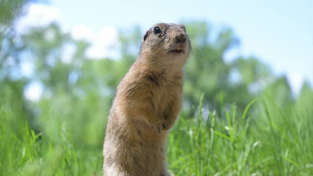 Cute Europen ground squirrel in natural environment close up. Spermophilus citellus, wild europen suslik sitting on  grassy field and eating sunflower seeds