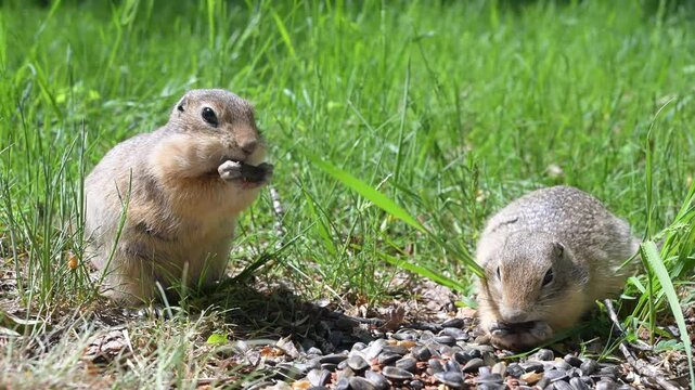 Cute Europen ground squirrel in natural environment close up. Spermophilus citellus, wild europen suslik sitting on  grassy field and eating sunflower seeds
