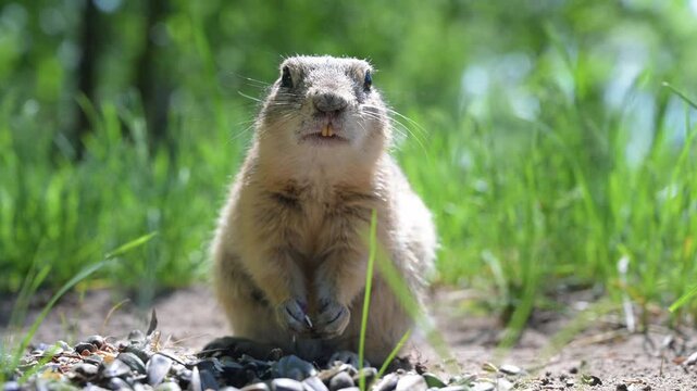 Cute Europen ground squirrel in natural environment close up. Spermophilus citellus, wild europen suslik sitting on  grassy field and eating sunflower seeds