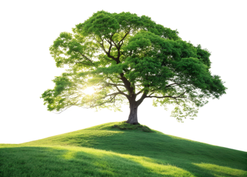 Beautiful scenic tree on hill landscape background green nature summer foliage park outdoor sun sunlight isolated on transparent background - Powered by Adobe