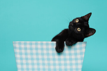 Cute black young cat, looking adorable in a blue and white basket on a blue background