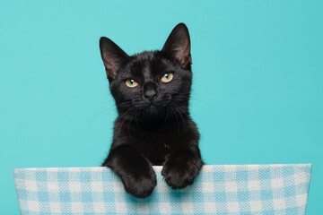 Cute black kitten, young cat looking up with a day dreaming look hanging over a basket on a blue background