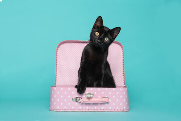 Adorable black young cat in a pink suitcase on a turquoise blue background