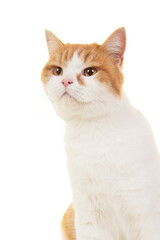 Portrait of a orange and white british shorthair cat on a white background