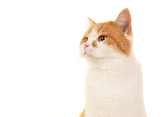 Portrait of a ginger and white british shorthair cat looking away, isolated on a white background