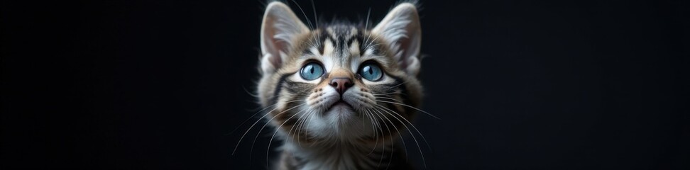 Fototapeta premium Upward gaze, grey tabby kitten, intense blue eyes, dark backdrop , stock, cat, upward