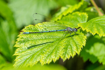Blue azure damselfly (Coenagrion puella) sitting on a leaf in spring