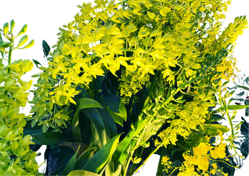 Grammatophyllum scriptum var. citrinum orchid
