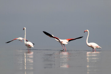 Authentic, real photo of pink flamingos standing gracefully by a calm lake under a clear blue sky....